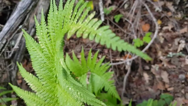 Dive into the intricate world of ferns with this mesmerizing macro close-up of Pteridium. Witness the delicate movement of fronds and the stunning texture of these ancient plants. 