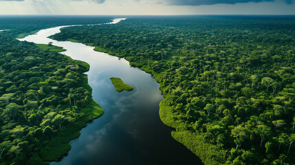 Lush Greenery of the Amazon Rainforest in Brazil