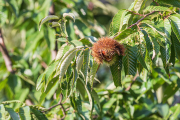 Autumn seasonal fruit - chestnut fruit on a chestnut tree in warm sunlight. with the sounds of nature