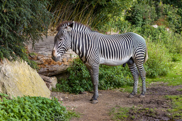 A close-up view of a young zebra in the zoo