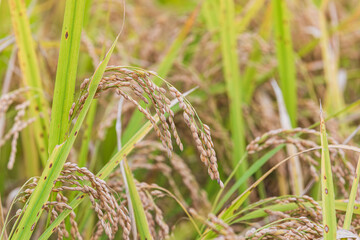 Autumn grains - ears of rice with their heads bowed. 