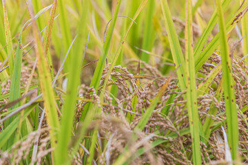 Autumn grains - ears of rice with their heads bowed. 