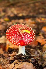 fly agaric mushroom
Fliegenpilz