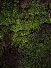 Close up of green moss growing on tree trunk in forest