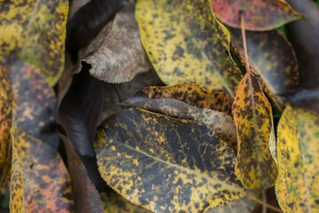 Withered leaves of fruit trees in autumn garden