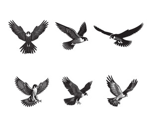 Obraz premium Collection of Peregrine falcon Vector illustration - Peregrine Bird ClipArt Design