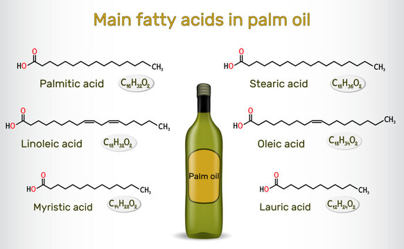 Main fatty acids in palm oil. Palmitic, stearic, oleic, linoleic, myristic, lauric acids molecule. Vector illustration 