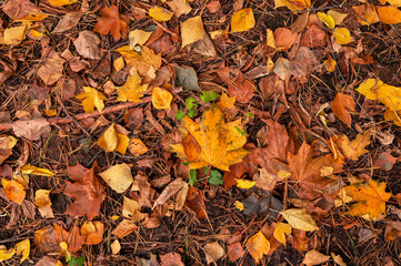 Autumn leaf nature texture. Fall tree leaves and grass. Red, yellow and orange color foliage pattern. Top view autumnal backdrop.