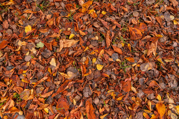 Autumn leaf nature texture. Fall tree leaves and grass. Red, yellow and orange color foliage pattern. Top view autumnal backdrop.
