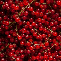 Red currant berries texture background, Ribes rubrum fruits pattern, many redcurrant mockup, pink berries
