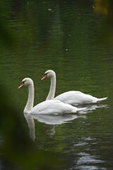 two swans on the lake