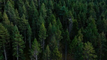 Top down aerial View a lush green forest with towering trees in mountain 