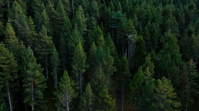 Top down aerial View a lush green forest with towering trees in mountain 