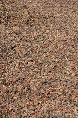 A ground covered in freshly harvested hazelnuts