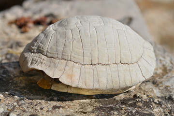 Bleached and weathered shell of a Mediterranean tortoise