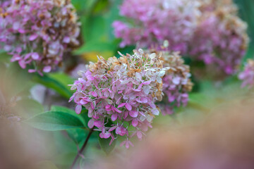 Fading large hydrangea in autumn garden