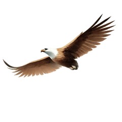 Obraz premium Eagle ワシ