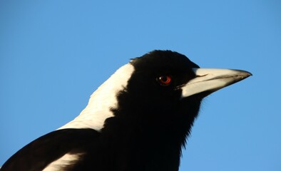 Australian Magpie (Gymnorhina tibicen), Loch Sport, East Gippsland, Victoria, Australia.