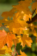 Bright autumn leaves on a maple tree in autumn