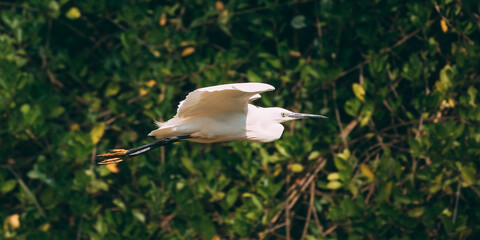 Goa, India. White Little Egret Flying On Background Greenery