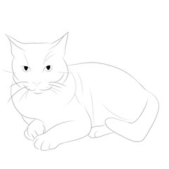 猫　線画
