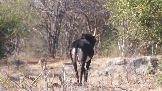 Male Sable Antelope walking away in Chobe National Park in Botswana 