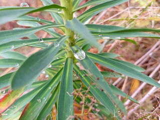 Drops of dew on a leaf of a field plant. Texture of plants with water drops.