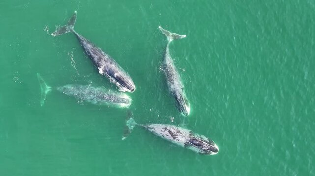 Several bowhead whales are swimming on the surface of the sea, the whole body is clearly visible, the whales are communicating and swimming with each other. erial video, 90 degrees video, drone video,