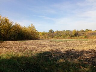 Naklejka premium Autumn landscape with yellowed leaves on thick acacia trees far on the horizon in the field.