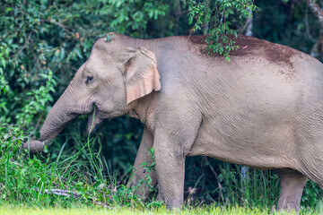 Fototapeta premium Elephants are large mammals and are the largest land animals. Wild elephants eat plants. They are big, have a small head, big legs, and have a trunk that reaches to the ground. That trunk is the nose.