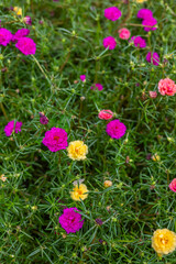Little Colorful Flowers Background