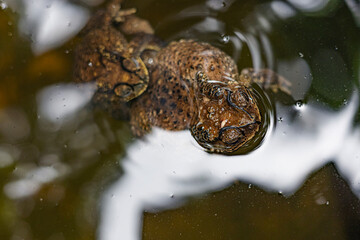 Two Frogs In Pond