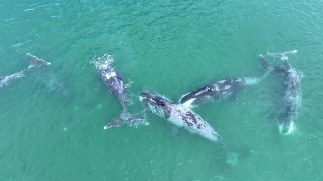 Bowhead whales, also known as Balaena mysticetus, swim close to the shoreline, communicating and releasing spouts of water. Captured from an aerial perspective, this 4k drone footage offers a bird's-e