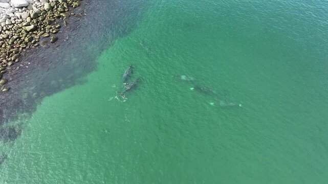 6 bowhead whales swim near the shore and communicate, blowing out fountains of water,  polar whale, Balaena mysticetus. Aerial, drone view, drone video, bird's eye view, 4k.