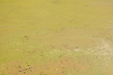 pond overgrown with mud. Abstract background