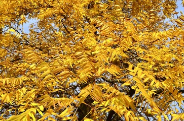 autumn landscape yellowed leaves on a tree