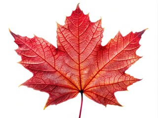 Obraz premium Stunning Macro Photography of a Single Red Maple Leaf Isolated on a White Transparent Background for Nature and Autumn-Themed Designs