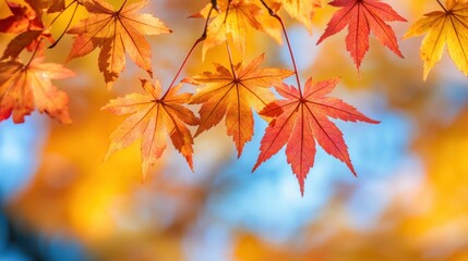 Golden and red maple leaves swaying in the Autumn breeze under a clear sky