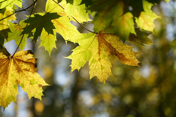 Close-up of a yellow maple leaf in the bright rays of the autumn sun