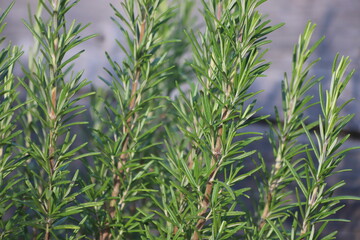 Rosmarinus officinalis. Fresh green rosemary leaves.