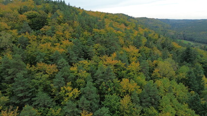 autumn, forest, trees, green, yellow, fly, background