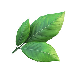 Obraz premium Fresh Green Leaves with Smooth Textures