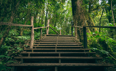 Wooden staircase walkway in forest with green tree, Supporting environmental conservation, Nature study trail, Sustainable concept of protecting the world and reducing global warming.