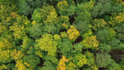 autumn, forest, trees, green, yellow, fly, background