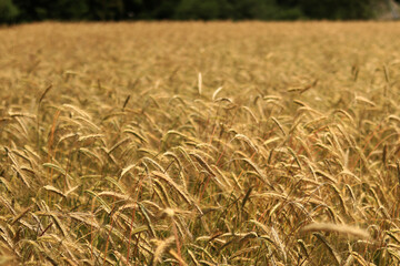 Background of ripening ears of rye field. Close up photo of nature. Harvest concept. Field of agricultural crops. Ears of a rye field close-up