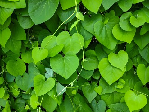 Fresh Green Heart-Shaped Tinospora Leaves in Natural Light &ndash; Botanical Close-Up of Ayurvedic Herb Foliage