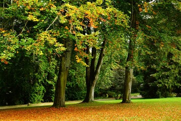  Feuilles mortes  parc