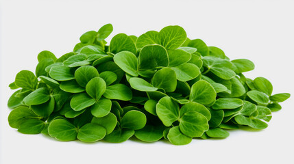 A bunch of fresh fenugreek leaves with their small, oval-shaped leaves, isolated on a white background