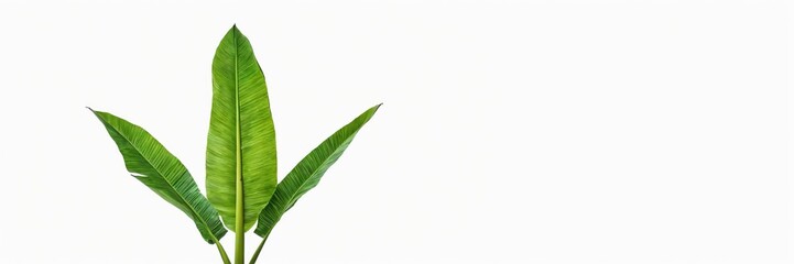 Obraz premium Heliconia rostrata leaves banner on white background