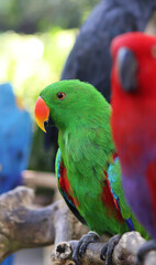 Green Male Molluccan Eclectus Rare Tropical Parrot sitting on a tree Branch with Red Female on blurry foreground and Palm Cockatoo on Blurry Background